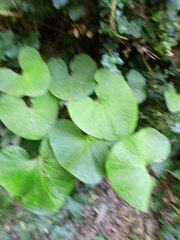 Petasites pyrenaicus