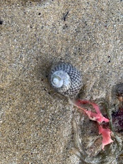 Chlorodiloma adelaidae