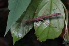 Neohirasea