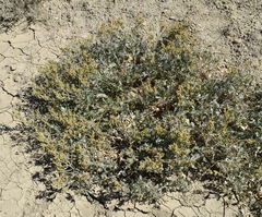 Atriplex verrucifera