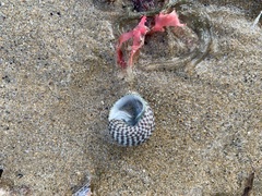 Chlorodiloma adelaidae