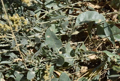 Atriplex verrucifera