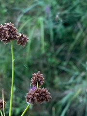 Scirpus atrovirens