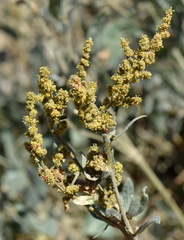 Atriplex verrucifera
