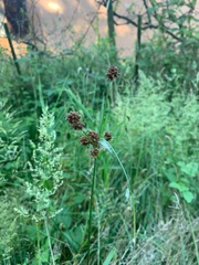 Scirpus atrovirens