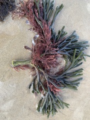 Codium