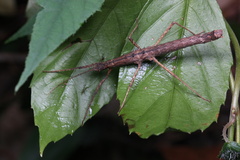 Neohirasea