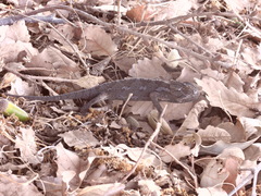 Chamaeleo chamaeleon