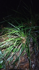 Freycinetia banksii
