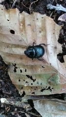 Geotrupes balyi