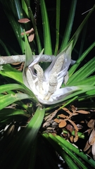 Freycinetia banksii