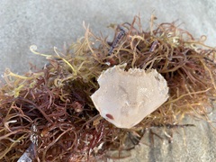 Ovalipes australiensis