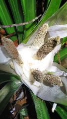 Freycinetia banksii
