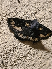 Melanodes anthracitaria