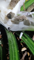 Freycinetia banksii
