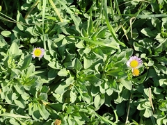 Erigeron glaucus