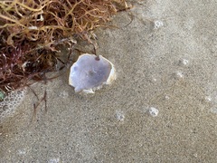 Ovalipes australiensis