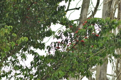 Symphonia globulifera