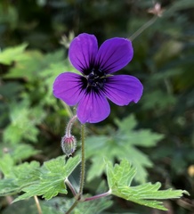 Geranium