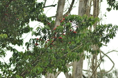 Symphonia globulifera