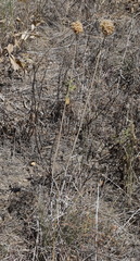 Allium atroviolaceum