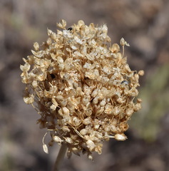 Allium atroviolaceum