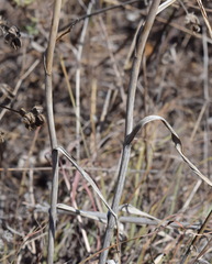 Allium atroviolaceum