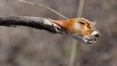 Allium atroviolaceum
