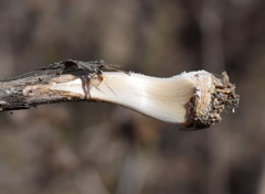 Allium atroviolaceum