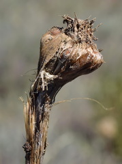 Allium atroviolaceum