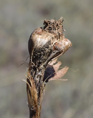 Allium atroviolaceum