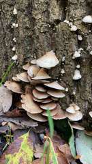 Crepidotus applanatus