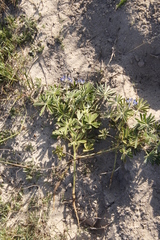 Lupinus cosentinii