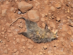 Didelphis albiventris