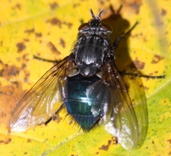 Cynomya cadaverina
