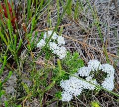 Corymbium villosum