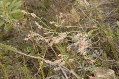 Struthiola