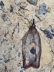 Enchocrates glaucopis