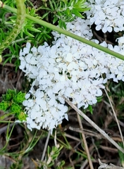 Corymbium villosum
