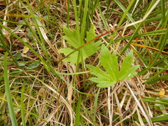 Ranunculus propinquus subborealis