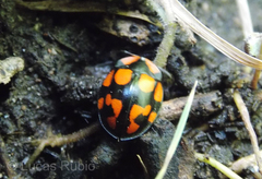 Botanochara duodecimverrucata