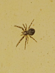 Larinioides ixobolus