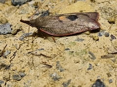 Enchocrates glaucopis