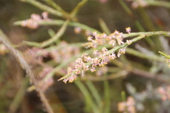Struthiola