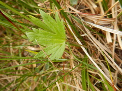Ranunculus propinquus subborealis