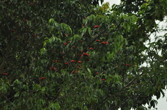 Symphonia globulifera