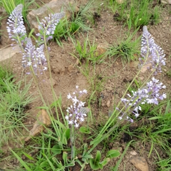 Merwilla plumbea