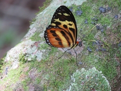 Tithorea harmonia