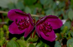 Rhododendron camtschaticum