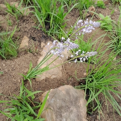 Merwilla plumbea